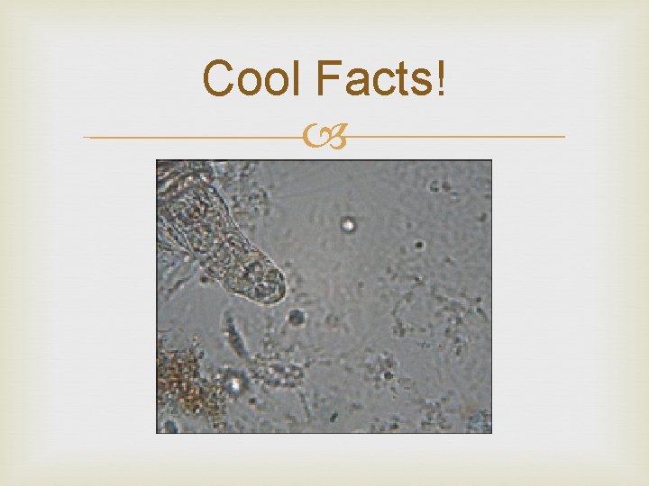 Cool Facts! 