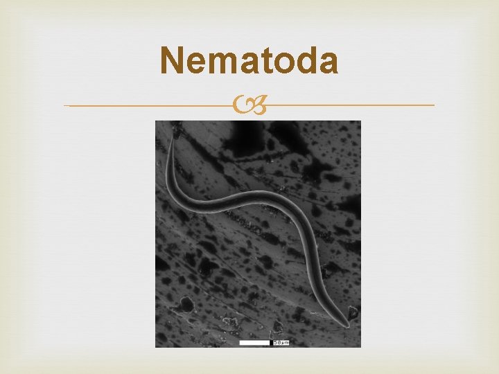 Nematoda 