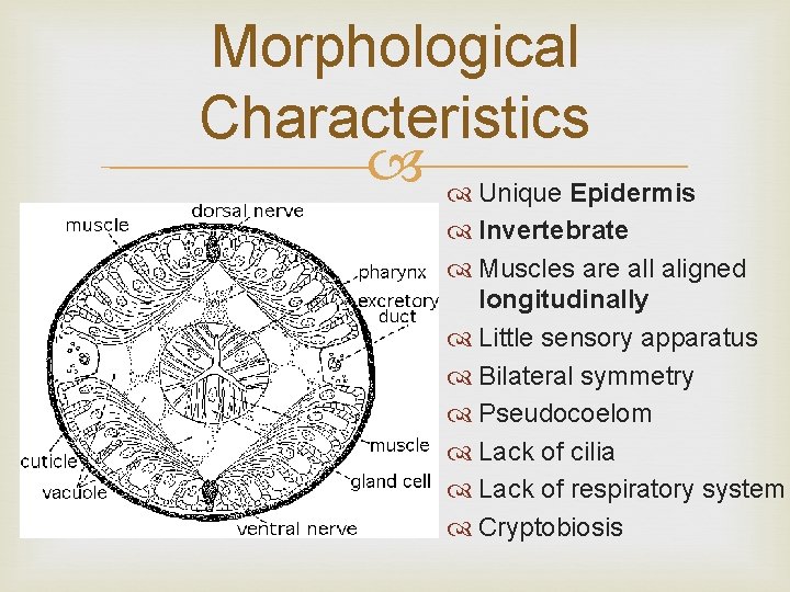 Morphological Characteristics Unique Epidermis Invertebrate Muscles are all aligned longitudinally Little sensory apparatus Bilateral