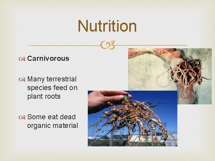 Nutrition Carnivorous Many terrestrial species feed on plant roots Some eat dead organic material