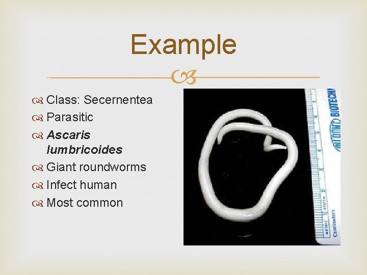 Example Class: Secernentea Parasitic Ascaris lumbricoides Giant roundworms Infect human Most common 