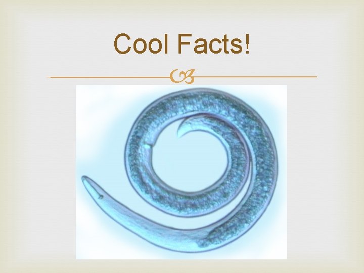 Cool Facts! 