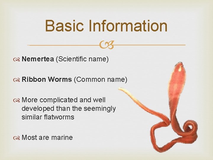 Basic Information Nemertea (Scientific name) Ribbon Worms (Common name) More complicated and well developed