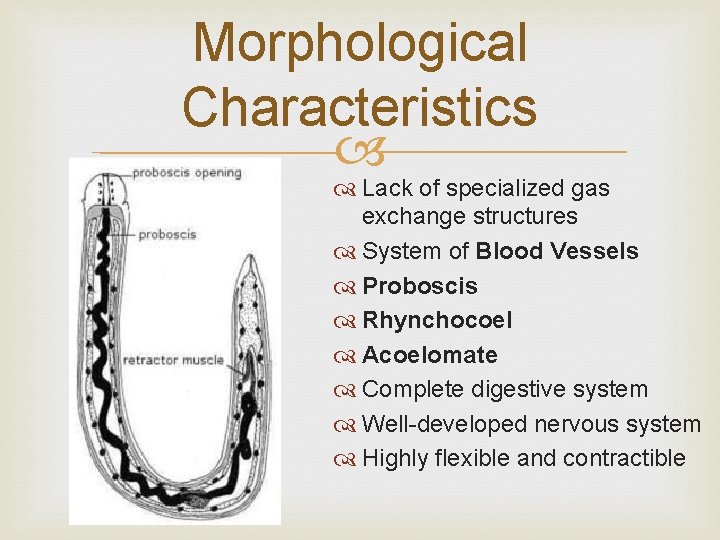 Morphological Characteristics Lack of specialized gas exchange structures System of Blood Vessels Proboscis Rhynchocoel