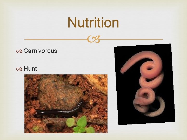 Nutrition Carnivorous Hunt 