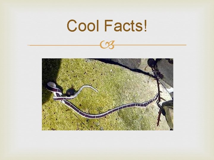 Cool Facts! 