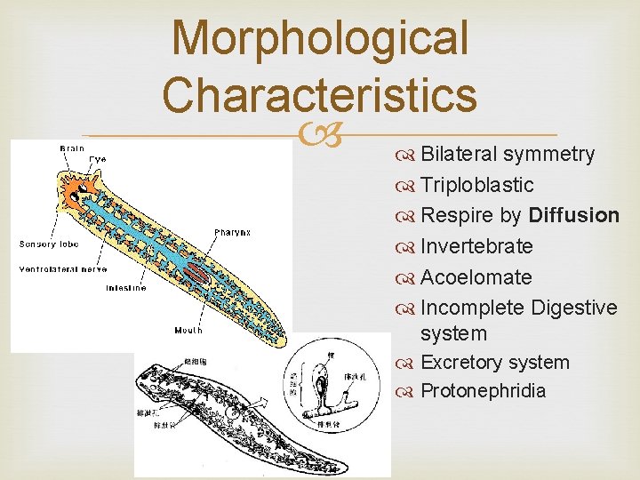 Morphological Characteristics Bilateral symmetry Triploblastic Respire by Diffusion Invertebrate Acoelomate Incomplete Digestive system Excretory