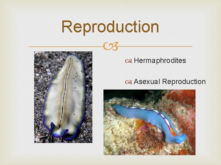 Reproduction Hermaphrodites Asexual Reproduction 