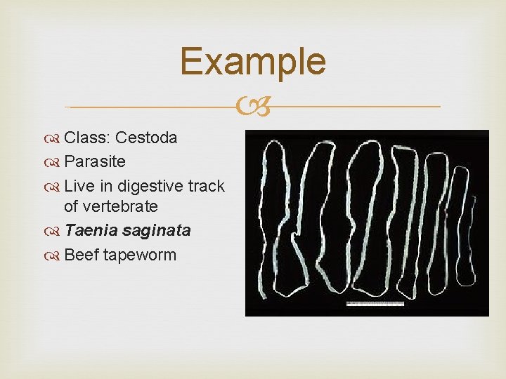 Example Class: Cestoda Parasite Live in digestive track of vertebrate Taenia saginata Beef tapeworm
