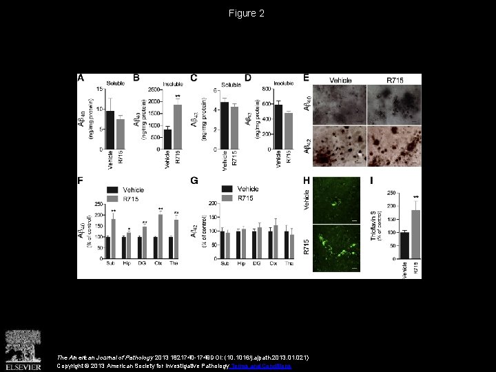 Figure 2 The American Journal of Pathology 2013 1821740 -1749 DOI: (10. 1016/j. ajpath.