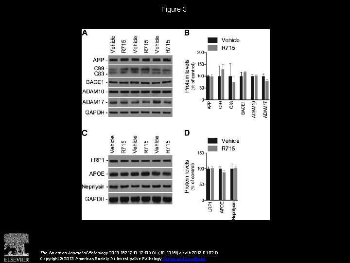 Figure 3 The American Journal of Pathology 2013 1821740 -1749 DOI: (10. 1016/j. ajpath.