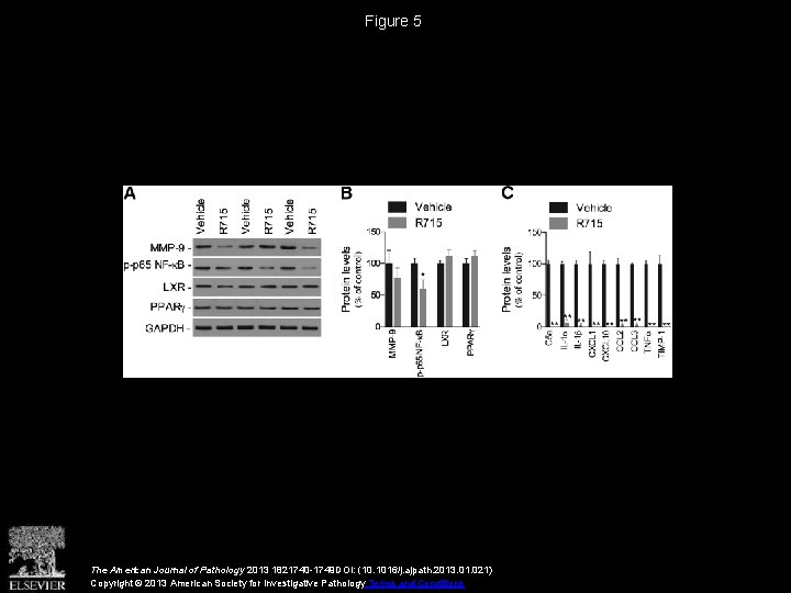 Figure 5 The American Journal of Pathology 2013 1821740 -1749 DOI: (10. 1016/j. ajpath.