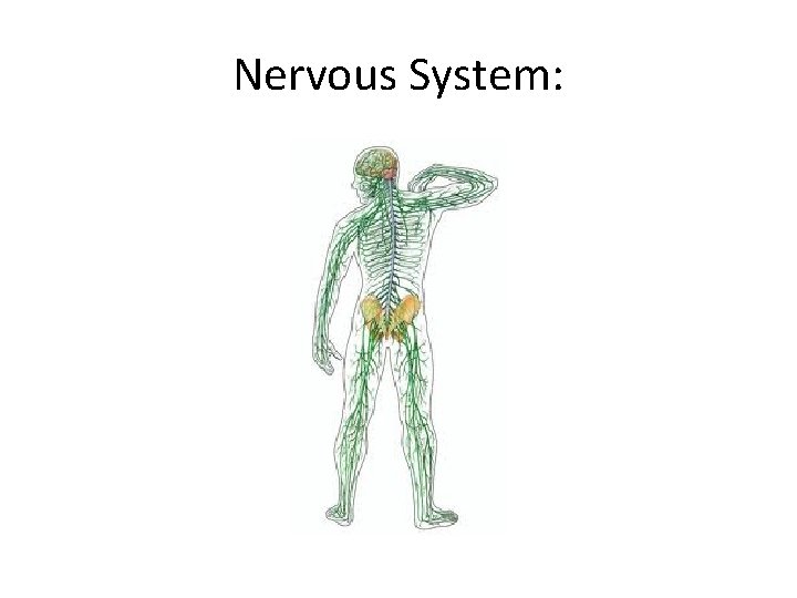 Nervous System:  Nervous System: