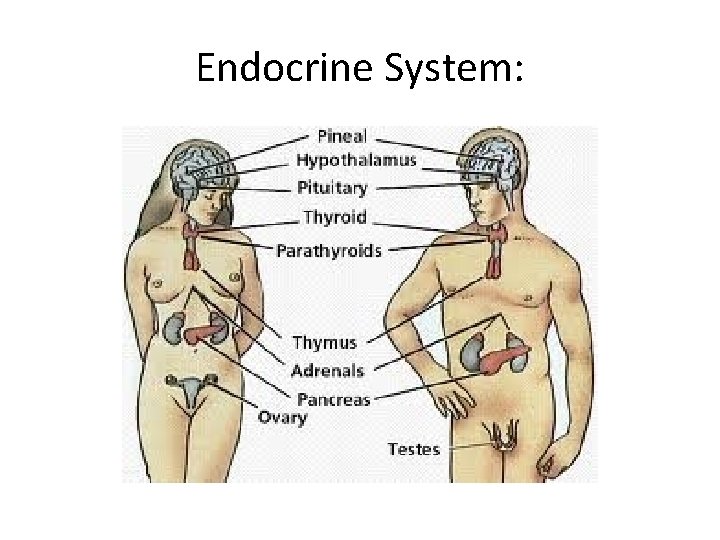 Endocrine System:  Endocrine System: