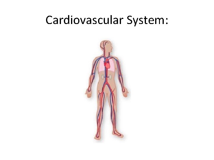 Cardiovascular System:  Cardiovascular System: