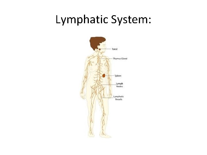 Lymphatic System:  Lymphatic System: