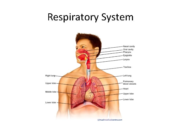 Respiratory System  Respiratory System