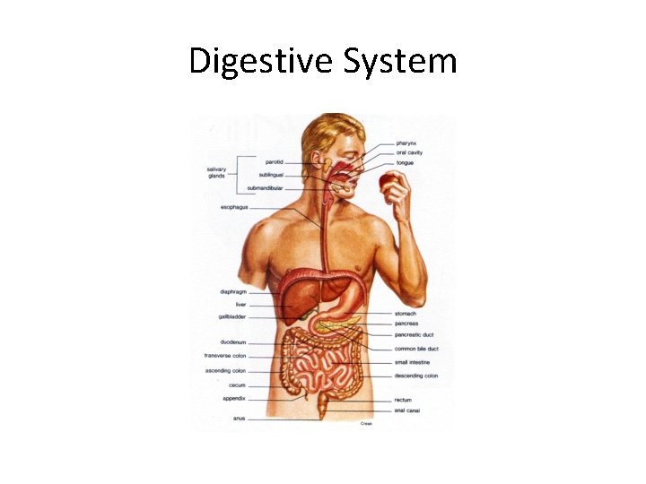 Digestive System  Digestive System