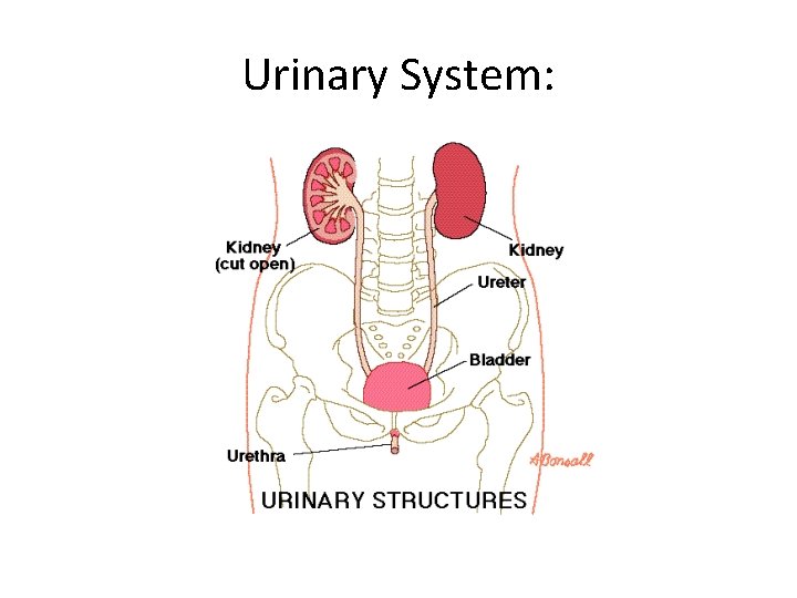 Urinary System:  Urinary System: