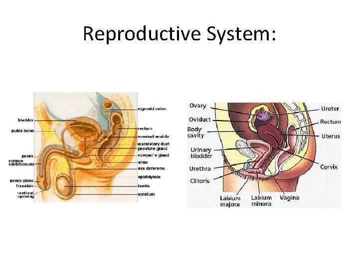 Reproductive System:  Reproductive System: