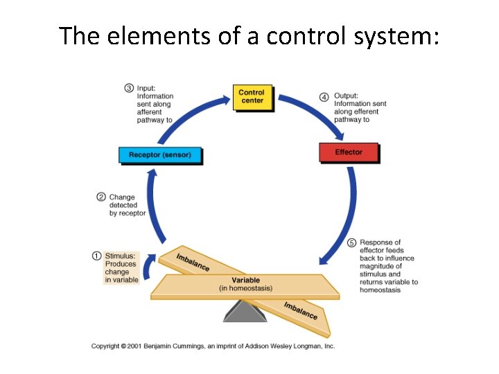 The elements of a control system:  The elements of a control system: