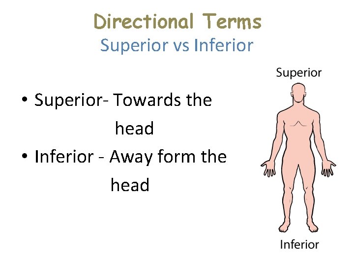 Directional Terms Superior vs Inferior • Superior- Towards the head • Inferior - Away Directional Terms Superior vs Inferior • Superior- Towards the head • Inferior - Away