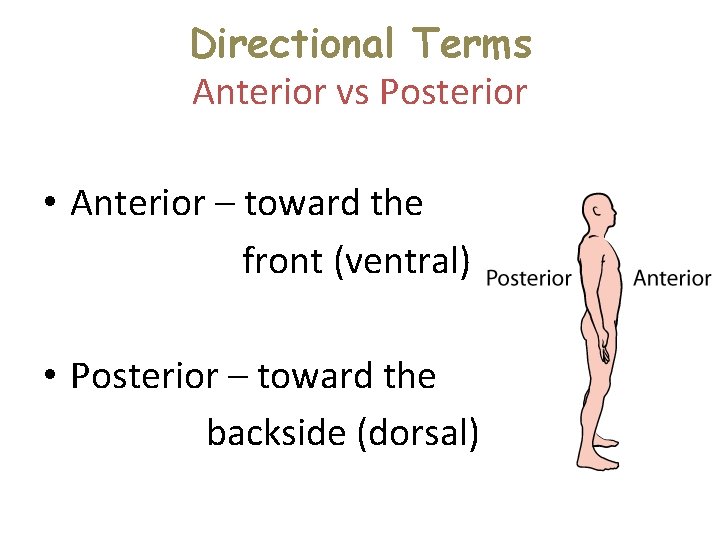 Directional Terms Anterior vs Posterior • Anterior – toward the front (ventral) • Posterior Directional Terms Anterior vs Posterior • Anterior – toward the front (ventral) • Posterior