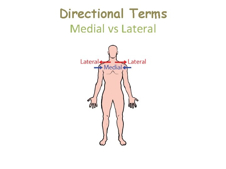 Directional Terms Medial vs Lateral  Directional Terms Medial vs Lateral