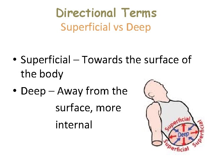 Directional Terms Superficial vs Deep • Superficial – Towards the surface of the body Directional Terms Superficial vs Deep • Superficial – Towards the surface of the body