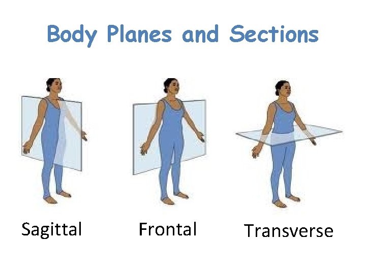 Body Planes and Sections Sagittal Frontal Transverse  Body Planes and Sections Sagittal Frontal Transverse