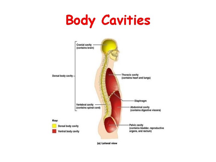 Body Cavities  Body Cavities