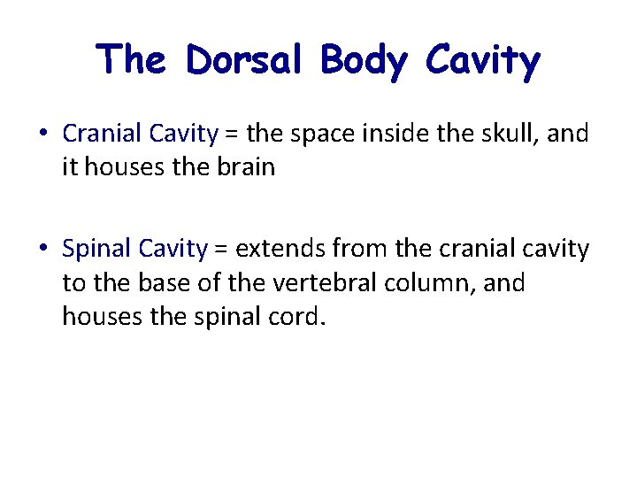 The Dorsal Body Cavity • Cranial Cavity = the space inside the skull, and The Dorsal Body Cavity • Cranial Cavity = the space inside the skull, and