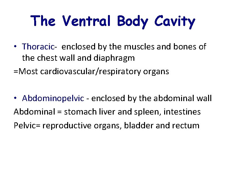 The Ventral Body Cavity • Thoracic- enclosed by the muscles and bones of the The Ventral Body Cavity • Thoracic- enclosed by the muscles and bones of the