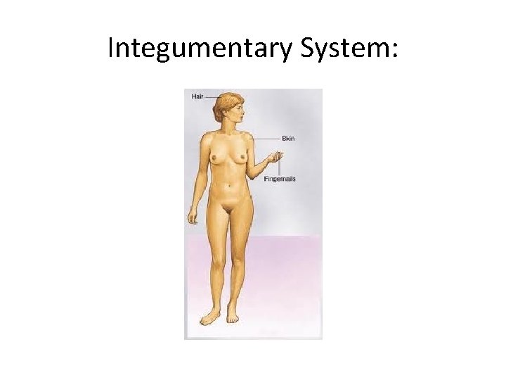 Integumentary System:  Integumentary System: