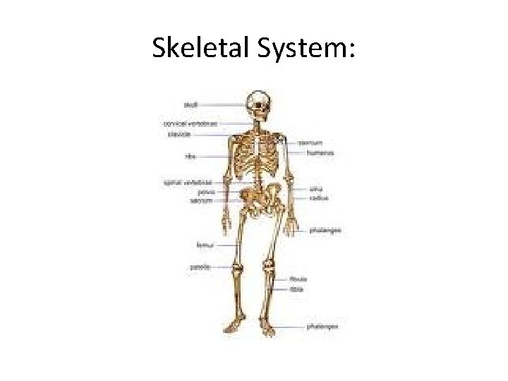 Skeletal System:  Skeletal System: