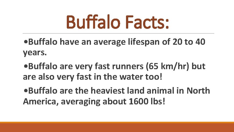 Buffalo Facts: • Buffalo have an average lifespan of 20 to 40 years. •