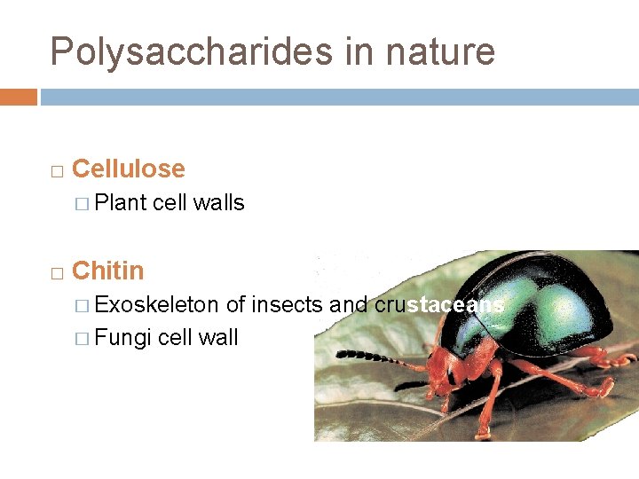 Polysaccharides in nature � Cellulose � Plant � cell walls Chitin � Exoskeleton of