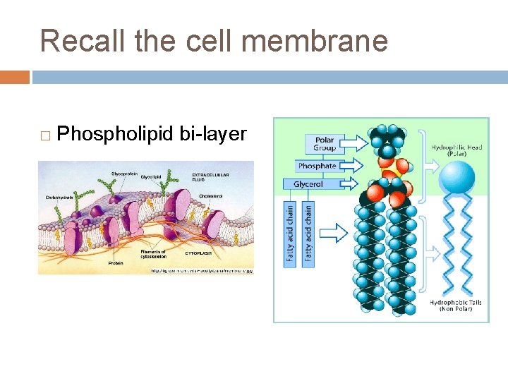 Recall the cell membrane � Phospholipid bi-layer 