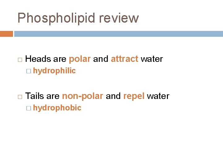 Phospholipid review � Heads are polar and attract water � hydrophilic � Tails are