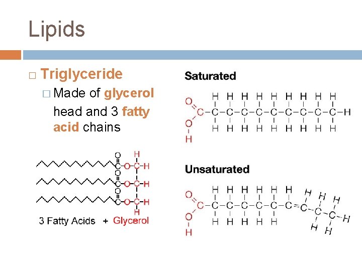 Lipids � Triglyceride � Made of glycerol head and 3 fatty acid chains 