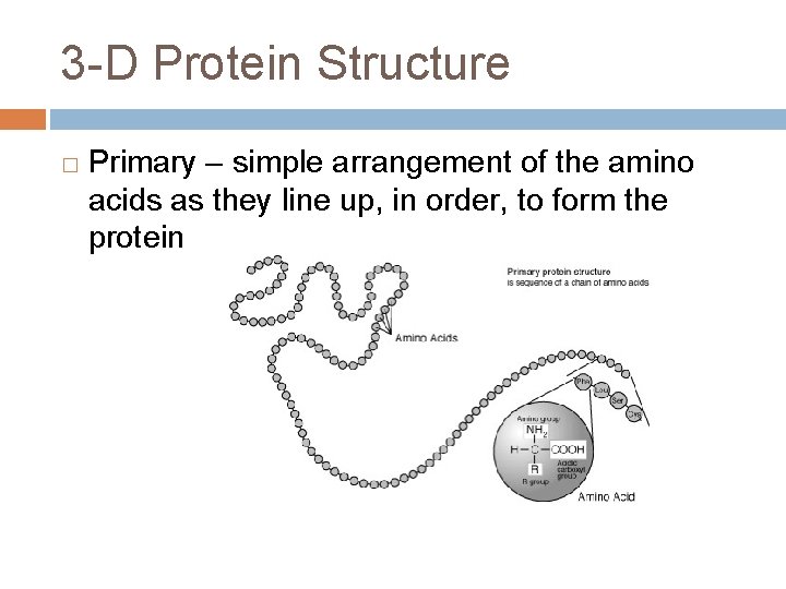 3 -D Protein Structure � Primary – simple arrangement of the amino acids as