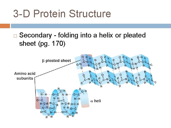 3 -D Protein Structure � Secondary - folding into a helix or pleated sheet