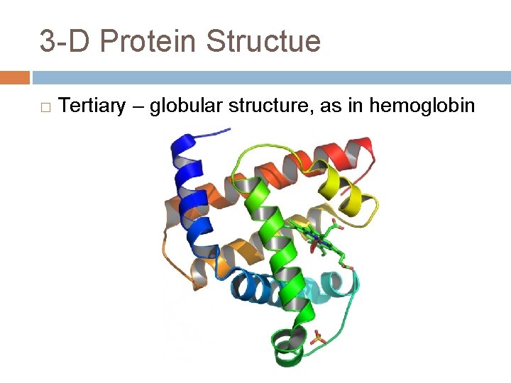 3 -D Protein Structue � Tertiary – globular structure, as in hemoglobin 