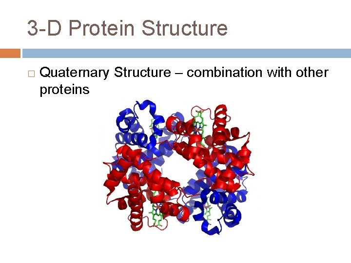 3 -D Protein Structure � Quaternary Structure – combination with other proteins 