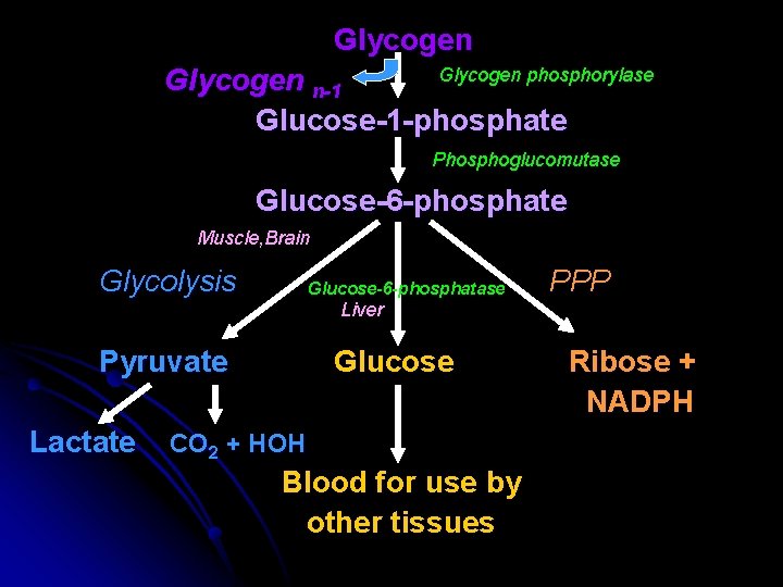 Glycogen phosphorylase Glycogen n-1 Glucose-1 -phosphate Phosphoglucomutase Glucose-6 -phosphate Muscle, Brain Glycolysis Glucose-6 -phosphatase