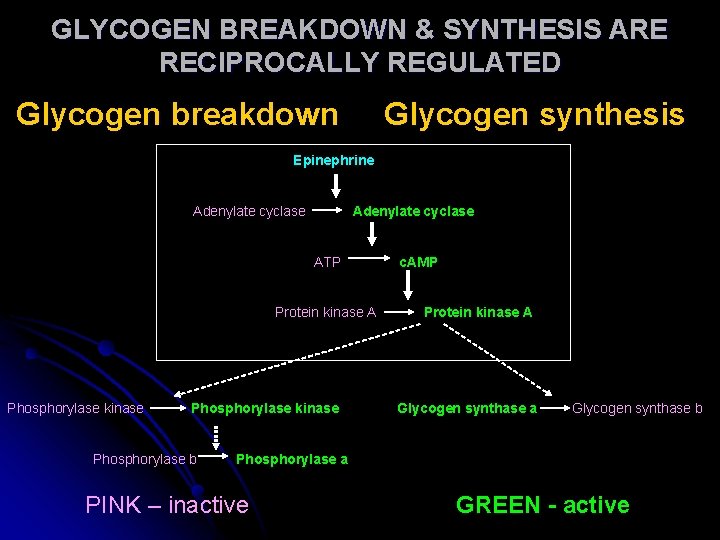 GLYCOGEN BREAKDOWN & SYNTHESIS ARE RECIPROCALLY REGULATED Glycogen breakdown Glycogen synthesis Epinephrine Adenylate cyclase