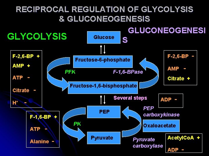 RECIPROCAL REGULATION OF GLYCOLYSIS & GLUCONEOGENESIS GLUCONEOGENESI Glucose GLYCOLYSIS S F-2, 6 -BP +