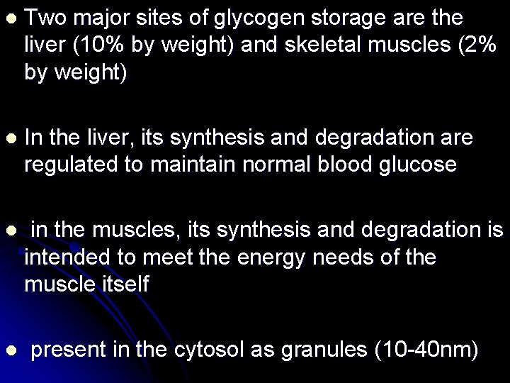 l Two major sites of glycogen storage are the liver (10% by weight) and