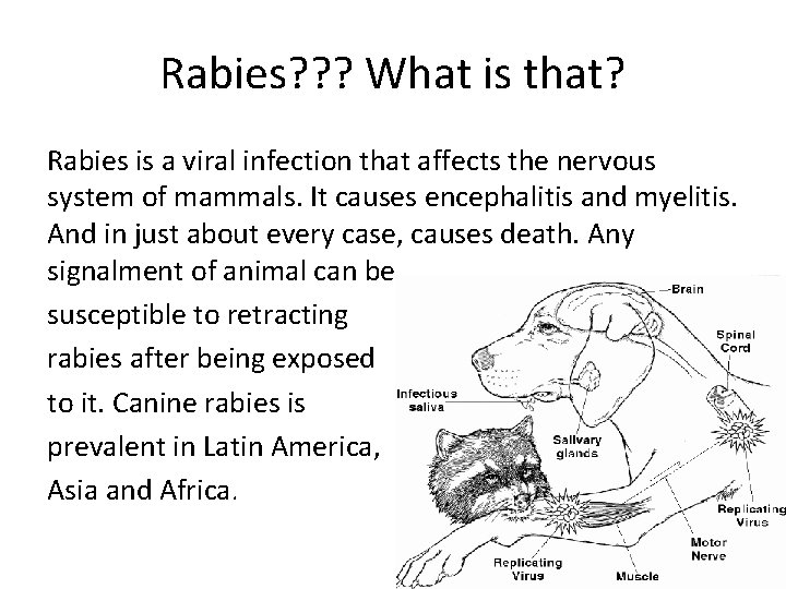Rabies? ? ? What is that? Rabies is a viral infection that affects the