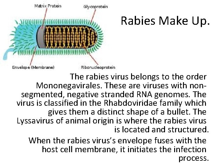 Rabies Make Up. The rabies virus belongs to the order Mononegavirales. These are viruses